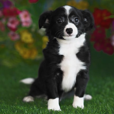 Chihuahua puppy named Ringo