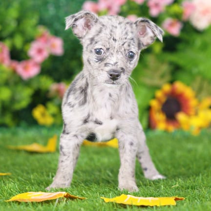 Chihuahua puppy named Foxy