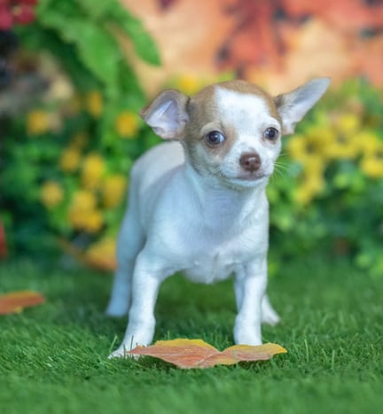 Chihuahua puppy named Scarlet