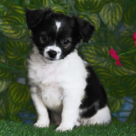 Chihuahua puppy named Benny
