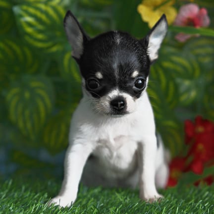Chihuahua puppy named CJ