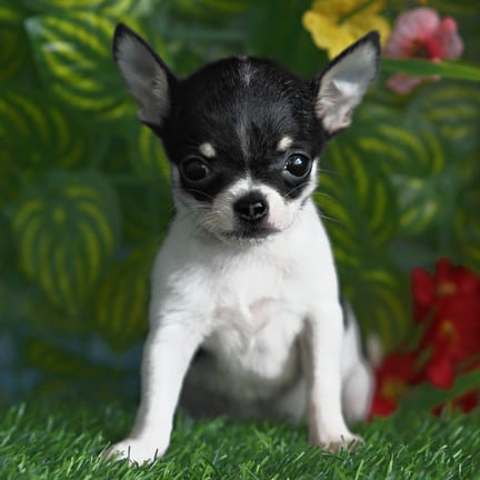 Chihuahua puppy named CJ