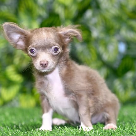 Chihuahua puppy named Gilbert