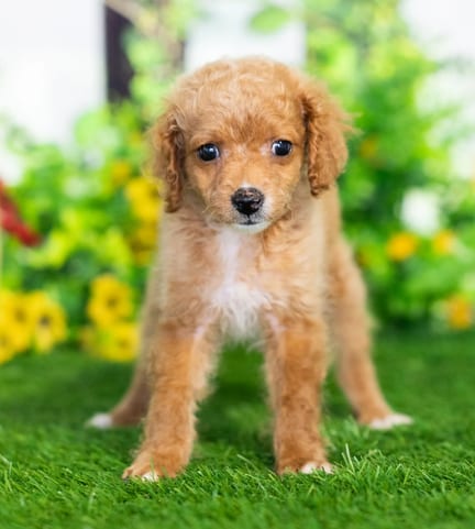 Cockapoo F1B puppy named Yuliana