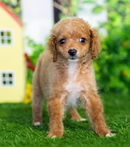 Cockapoo F1B puppy named Yuliana