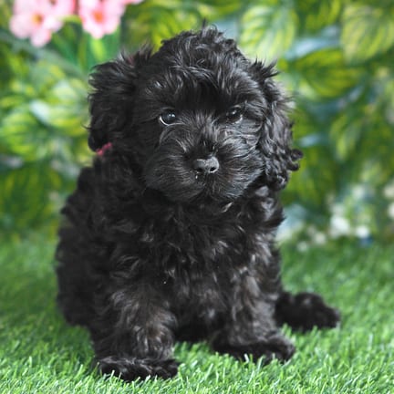 Cockapoo F1B puppy named Hoover