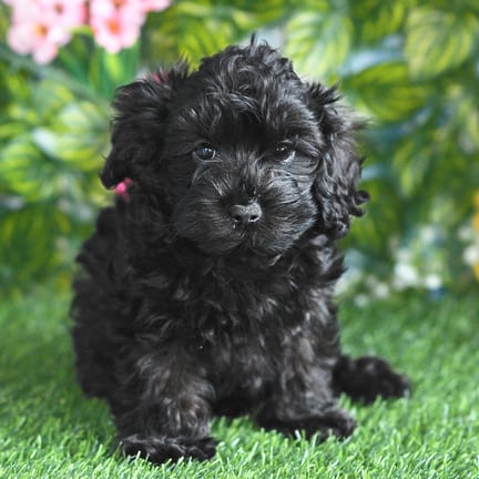 Cockapoo F1B puppy named Hoover