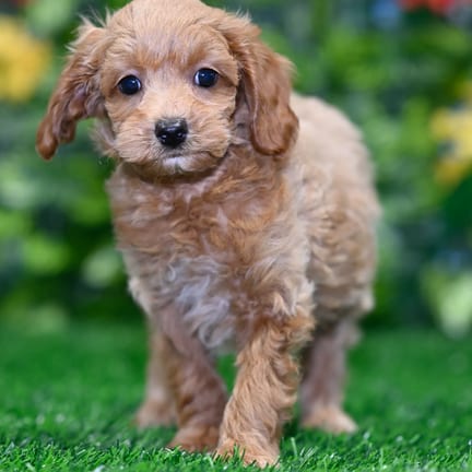 Cockapoo F1B puppy named Phoenix