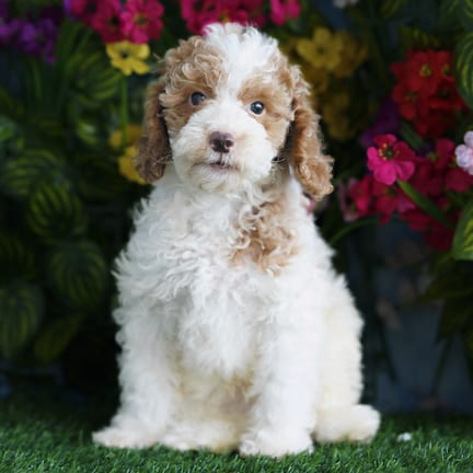 Cockapoo F1B puppy named Gordy