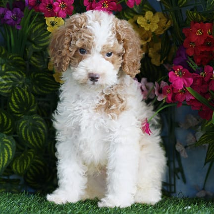Cockapoo F1B puppy named Gordy