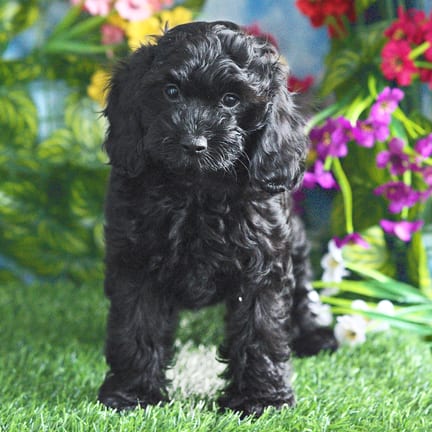 Cockapoo F1B puppy named Veronica