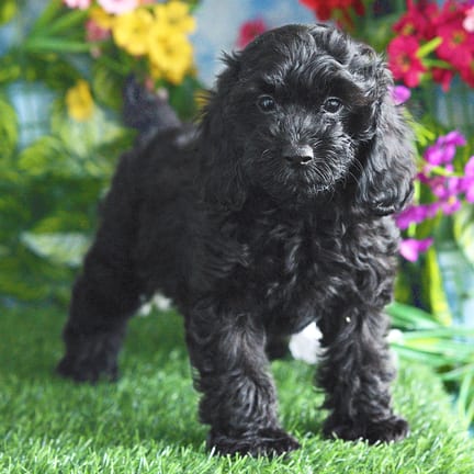 Cockapoo F1B puppy named Veronica