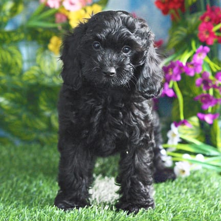 Cockapoo F1B puppy named Veronica