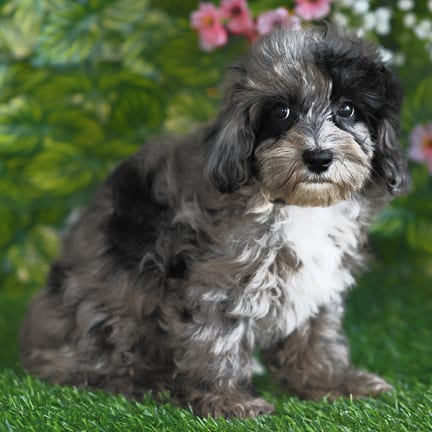 Cockapoo F1B puppy named Yoko