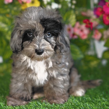 Cockapoo F1B puppy named Yoko