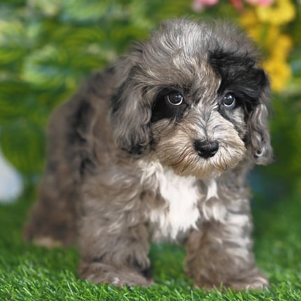 Cockapoo F1B puppy named Yoko