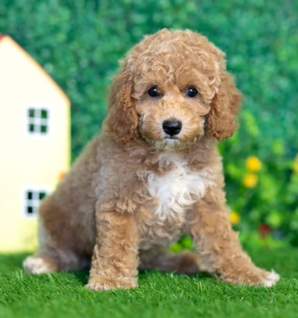 Cockapoo F1B puppy named Autumn