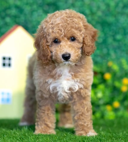 Cockapoo F1B puppy named Autumn
