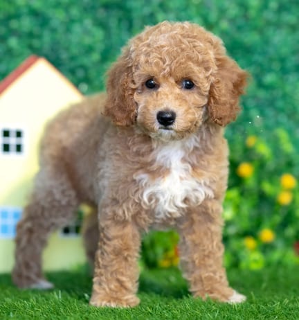 Cockapoo F1B puppy named Autumn