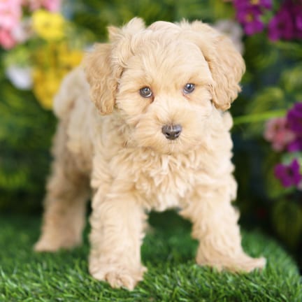 Cockapoo F1B puppy named Carter