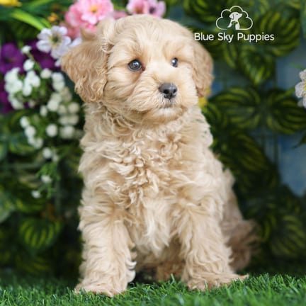 Cockapoo F1B puppy named Carter