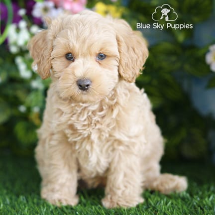 Cockapoo F1B puppy named Carter