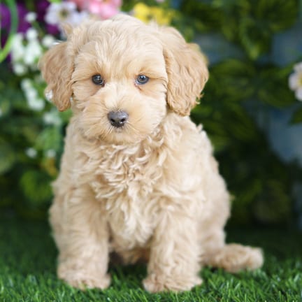 Cockapoo F1B puppy named Carter