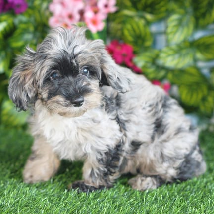 Cockapoo F1B puppy named Marshmallow