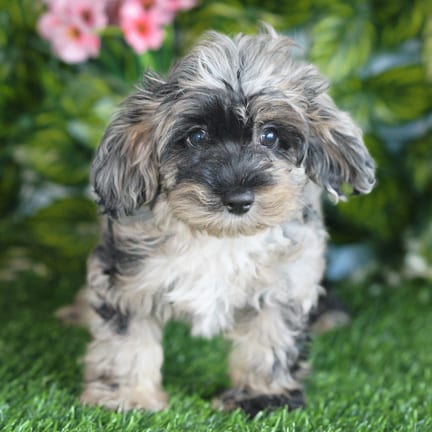 Cockapoo F1B puppy named Marshmallow