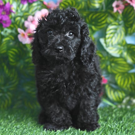 Cockapoo F1B puppy named Petunia