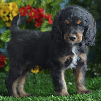 Cockapoo F1B puppy named Edgar