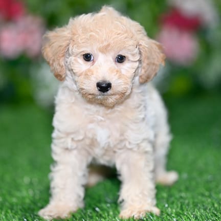 Cockapoo F1B puppy named Tilly
