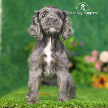 Cocker Spaniel puppy named Noodle