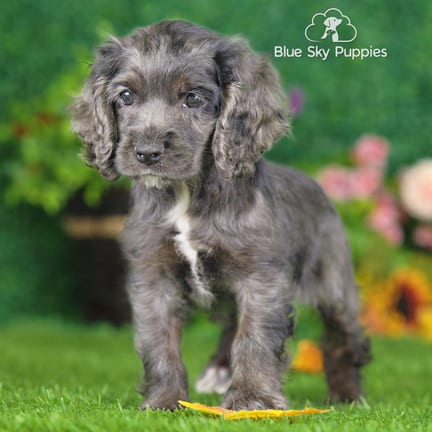 Cocker Spaniel puppy named Noodle
