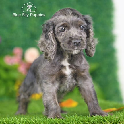 Cocker Spaniel puppy named Noodle