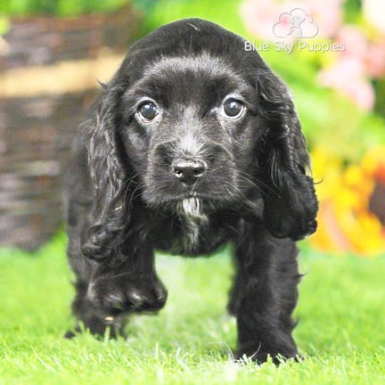 Cocker Spaniel puppy named Destiny