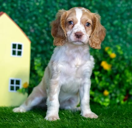 Cocker Spaniel puppy named Bitsy