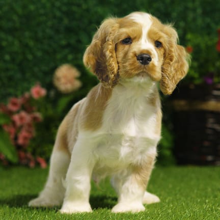 Cocker Spaniel puppy named Ghost