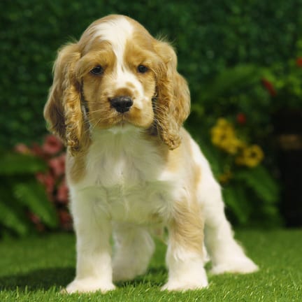 Cocker Spaniel puppy named Ghost