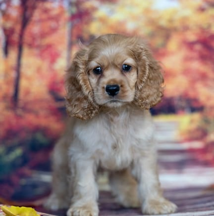 Cocker Spaniel puppy named Clyde