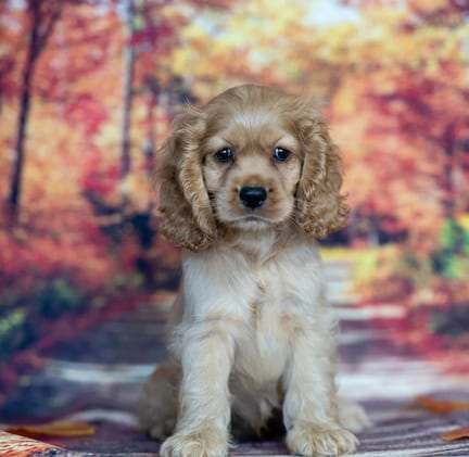 Cocker Spaniel puppy named Clyde