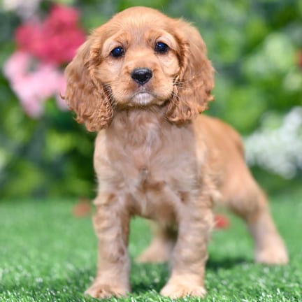 Cocker Spaniel puppy named Liberty