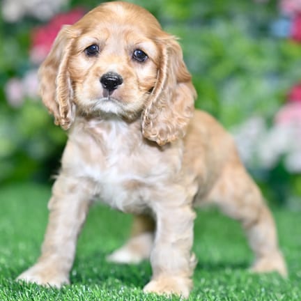 Cocker Spaniel puppy named Emily