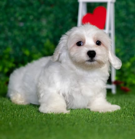 Cotonpoo puppy named Honey
