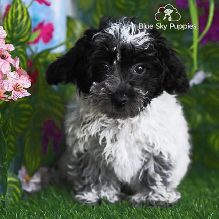Cotonpoo puppy named Kendrick