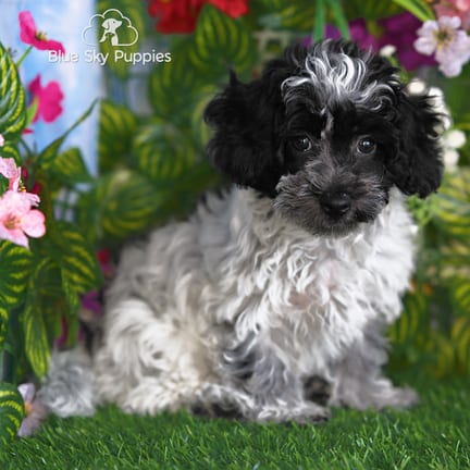 Cotonpoo puppy named Kendrick