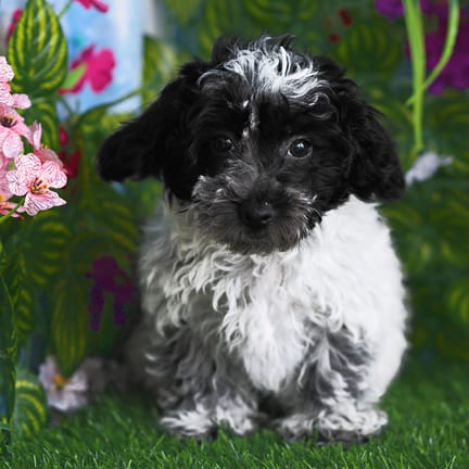 Cotonpoo puppy named Kendrick