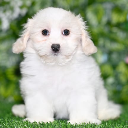 Cotonpoo puppy named Jack