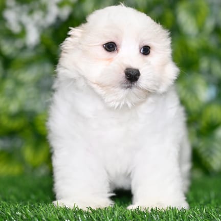 Cotonpoo puppy named Jack