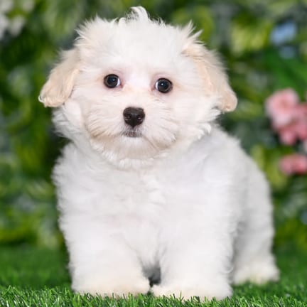 Cotonpoo puppy named Jonas